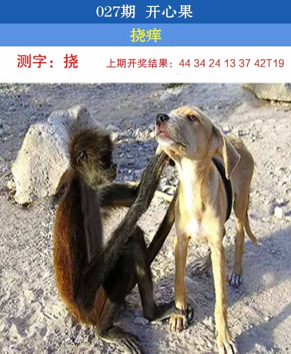 027期开心果[图]